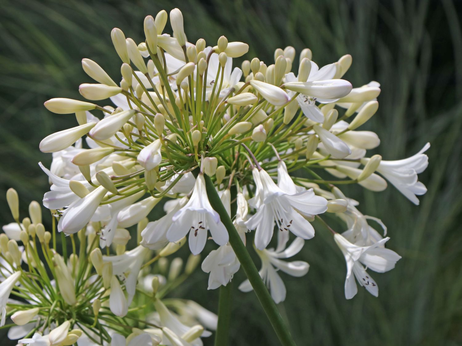 Afrika-Schmucklilie 'Bridal Bouquet' - Agapanthus africanus 'Bridal Bouquet'