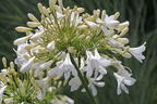 Afrika-Schmucklilie 'Bridal Bouquet' - Agapanthus africanus 'Bridal Bouquet'