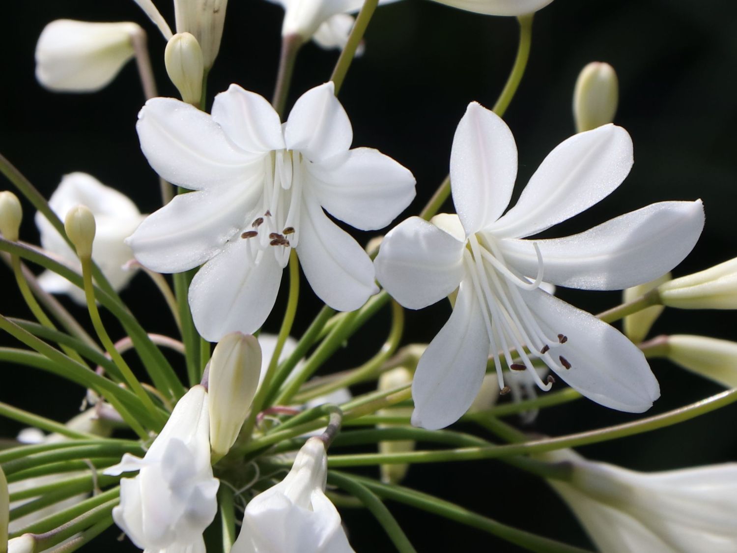 Afrika-Schmucklilie 'Bridal Bouquet' - Agapanthus africanus 'Bridal Bouquet'