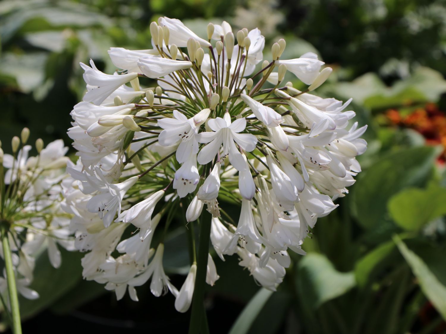 Afrika-Schmucklilie 'Bridal Bouquet' - Agapanthus africanus 'Bridal Bouquet'