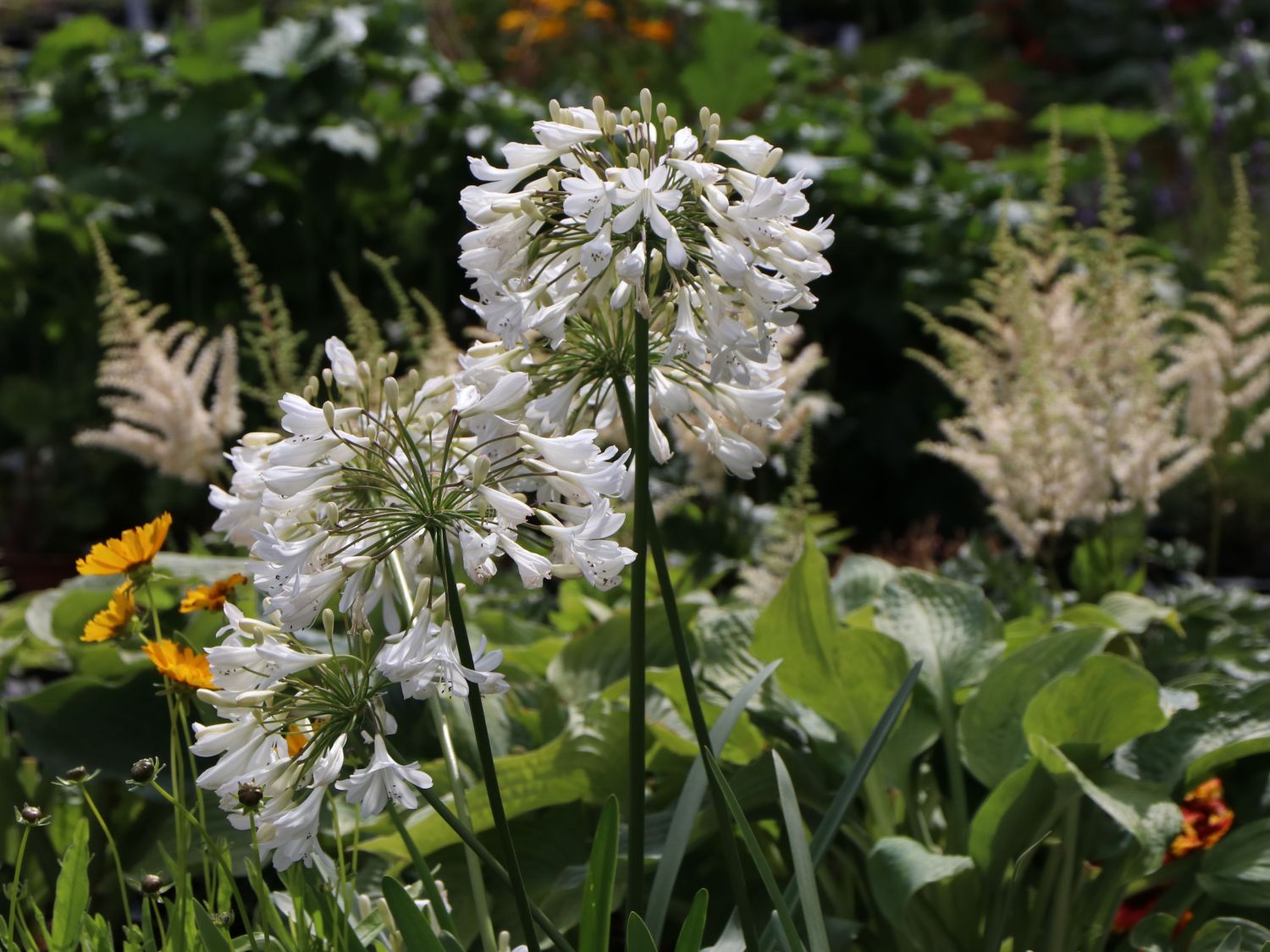 Afrika-Schmucklilie 'Bridal Bouquet' - Agapanthus africanus 'Bridal Bouquet'