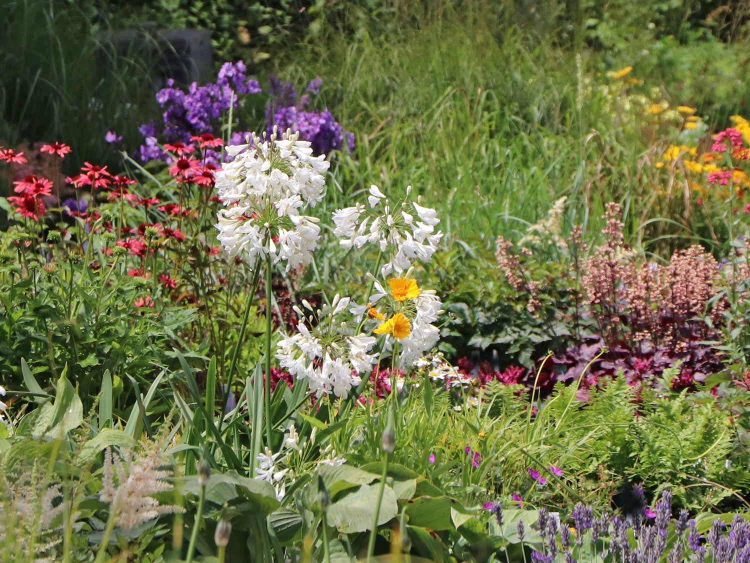 Afrika-Schmucklilie 'Bridal Bouquet' - Agapanthus africanus 'Bridal Bouquet'