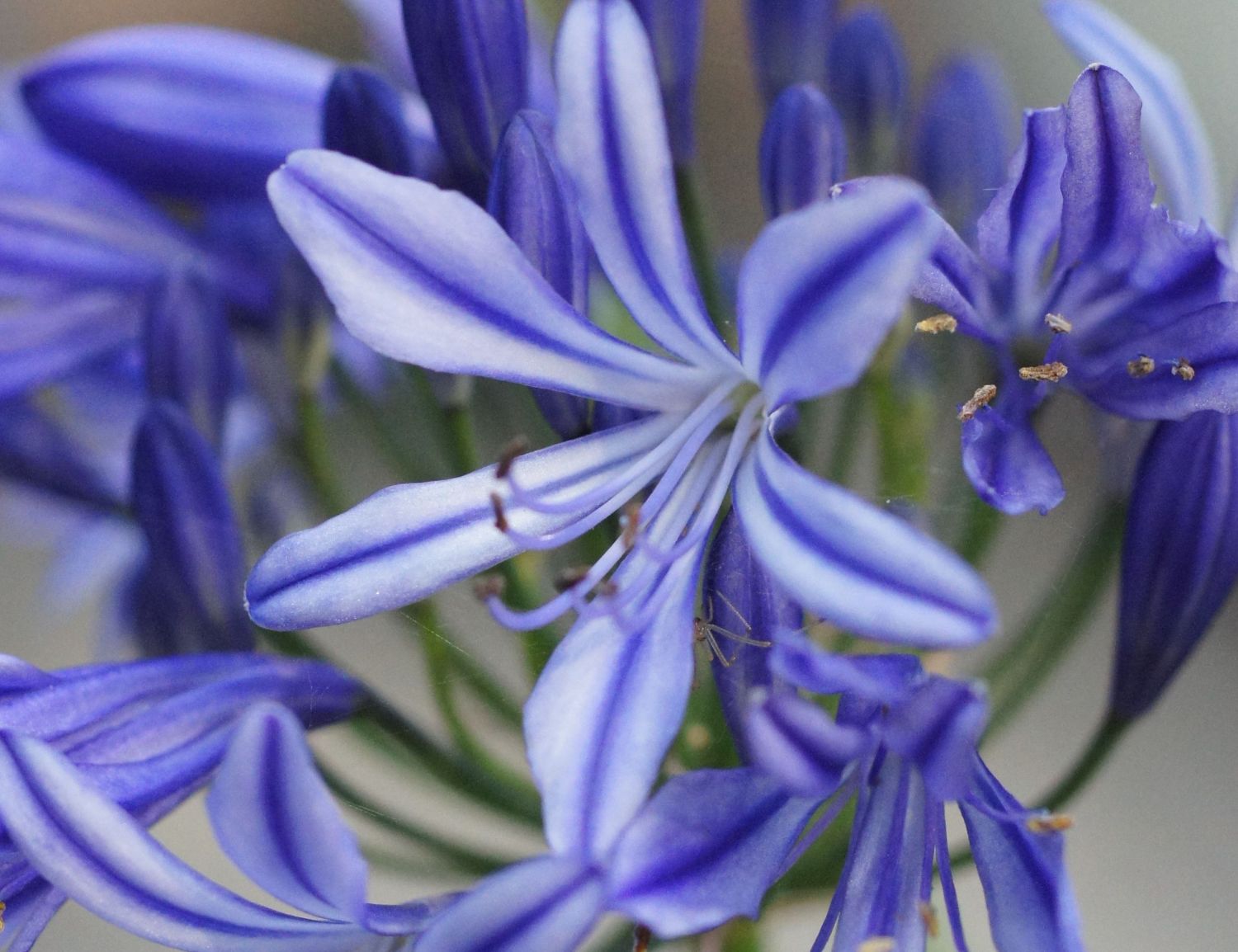 Afrikanische Schmucklilie 'Charlotte' - Agapanthus africanus 'Charlotte'