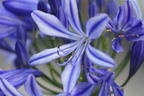 Afrikanische Schmucklilie 'Charlotte' - Agapanthus africanus 'Charlotte'