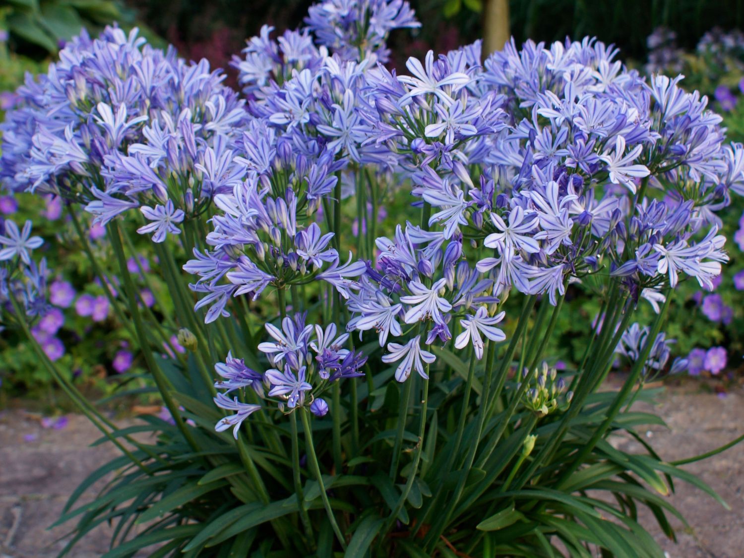 Afrikanische Schmucklilie 'Charlotte' - Agapanthus africanus 'Charlotte'