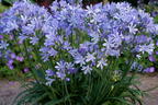 Afrikanische Schmucklilie 'Charlotte' - Agapanthus africanus 'Charlotte'
