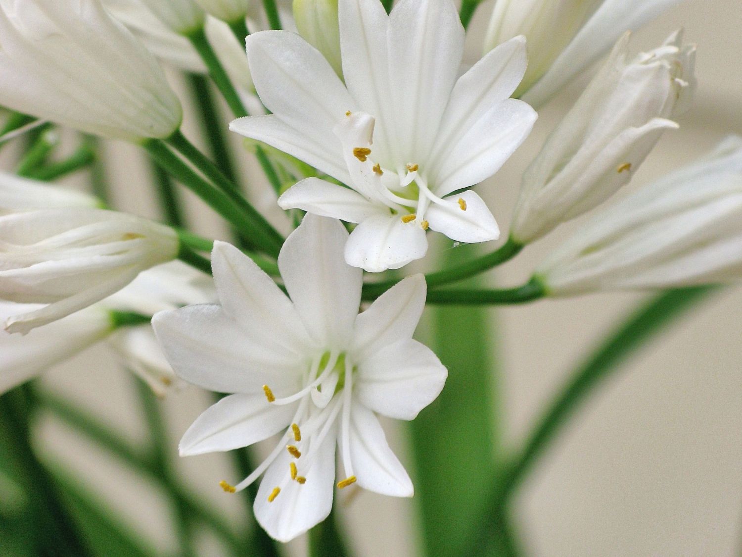 Afrika-Schmucklilie 'Double Diamond'