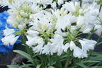 Afrika-Schmucklilie 'Double Diamond' - Agapanthus africanus 'Double Diamond'