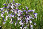 Afrika-Schmucklilie 'Fireworks' - Agapanthus africanus 'Fireworks'