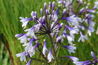 Afrika-Schmucklilie 'Fireworks' - Agapanthus africanus 'Fireworks'