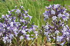 Afrika-Schmucklilie 'Fireworks' - Agapanthus africanus 'Fireworks'