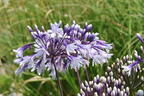 Afrika-Schmucklilie 'Fireworks' - Agapanthus africanus 'Fireworks'