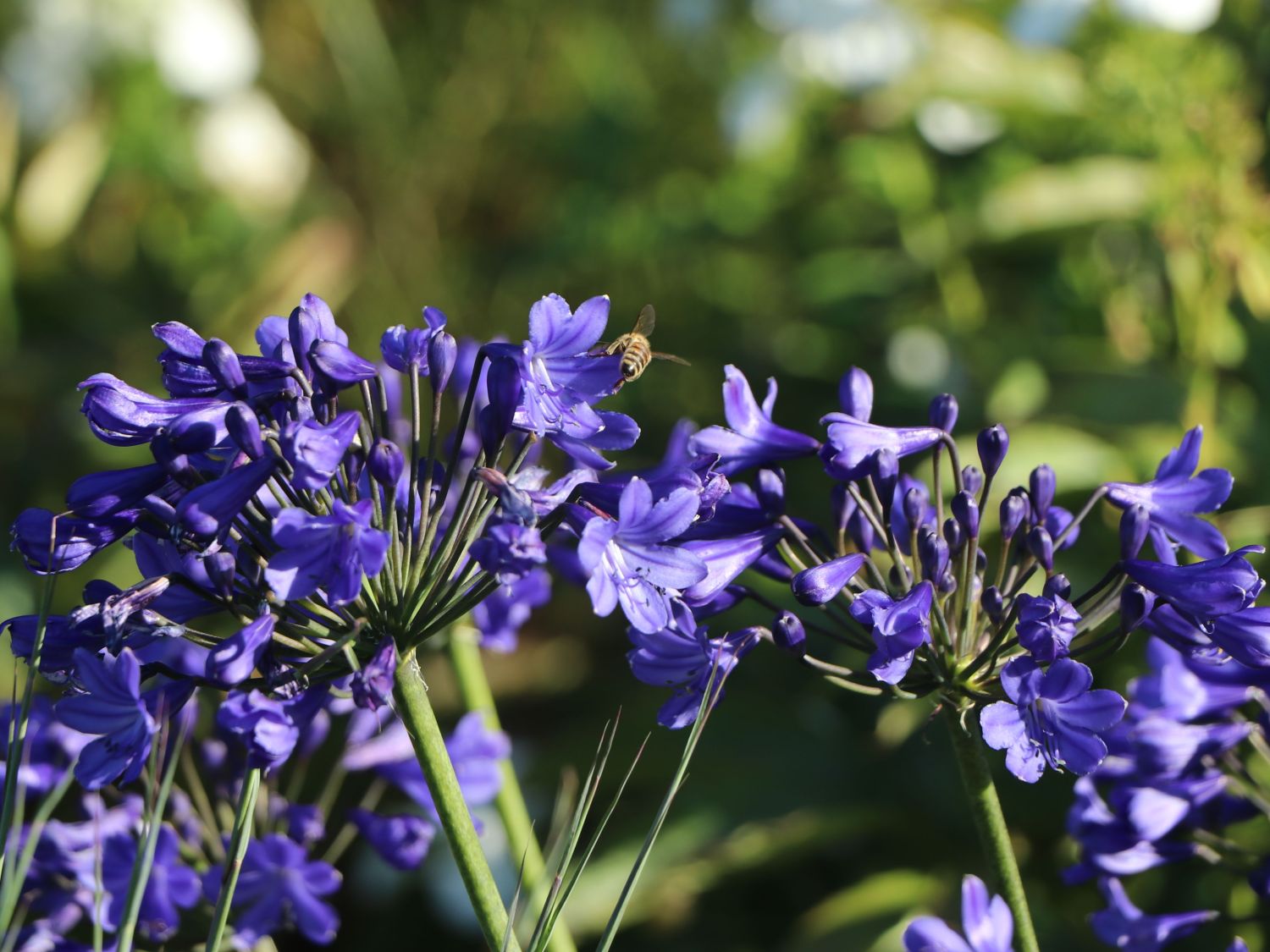 Afrika-Schmucklilie 'Flower of Love' - Agapanthus africanus 'Flower of Love'