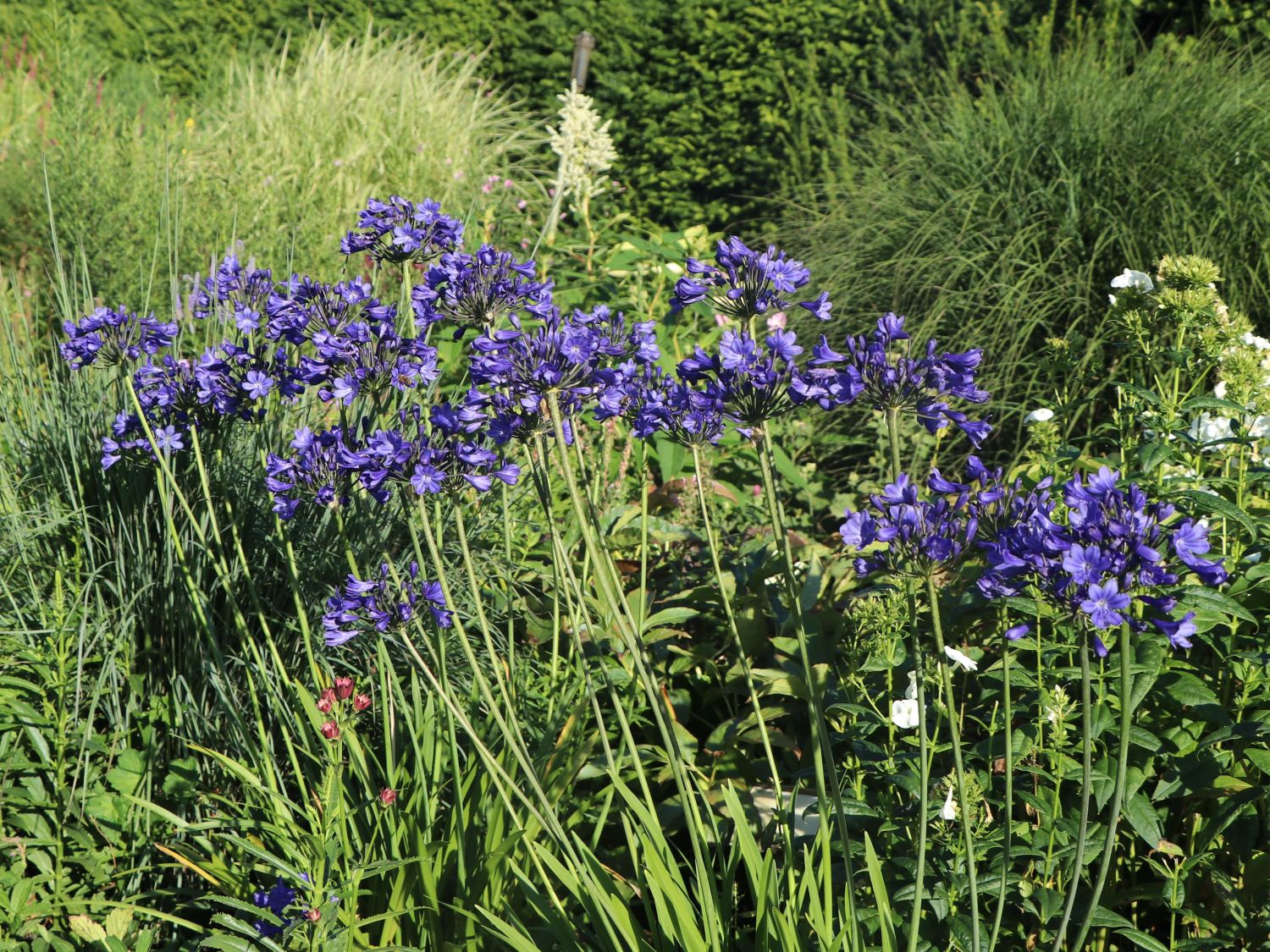 Afrika-Schmucklilie 'Flower of Love' - Agapanthus africanus 'Flower of Love'
