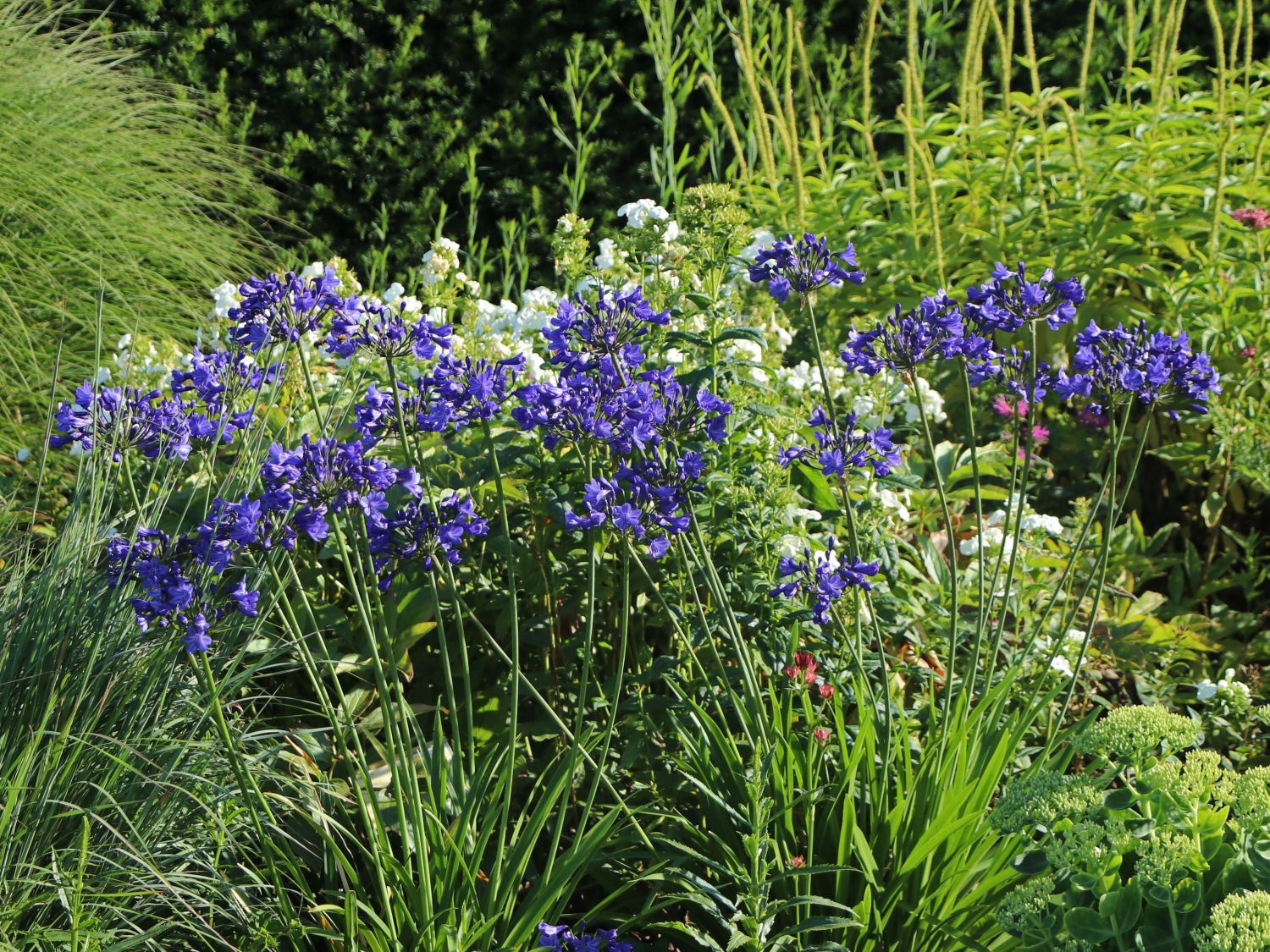 Afrika-Schmucklilie 'Flower of Love' - Agapanthus africanus 'Flower of Love'