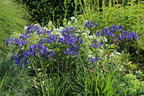 Afrika-Schmucklilie 'Flower of Love' - Agapanthus africanus 'Flower of Love'