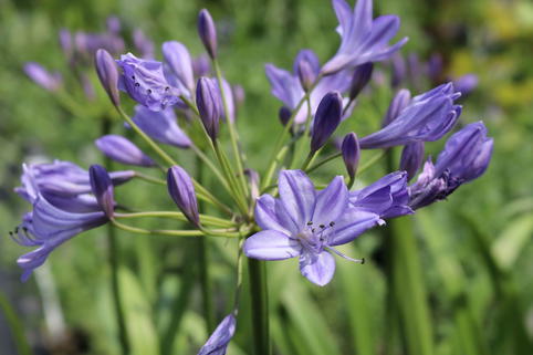 Afrika-Schmucklilie 'Jacaranda' - Agapanthus africanus 'Jacaranda'