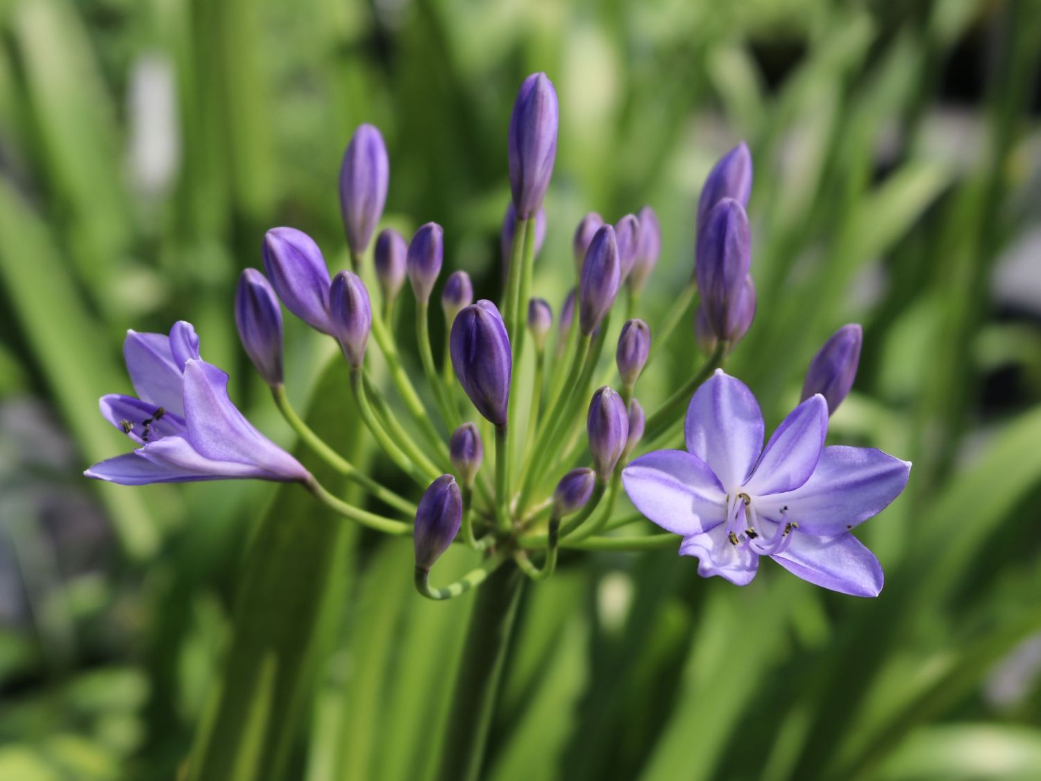 Afrika-Schmucklilie 'Jacaranda' - Agapanthus africanus 'Jacaranda'
