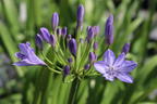 Afrika-Schmucklilie 'Jacaranda' - Agapanthus africanus 'Jacaranda'