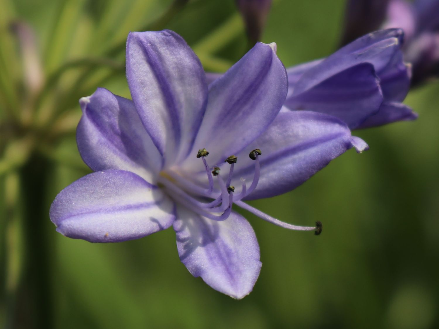 Afrika-Schmucklilie 'Jacaranda' - Agapanthus africanus 'Jacaranda'