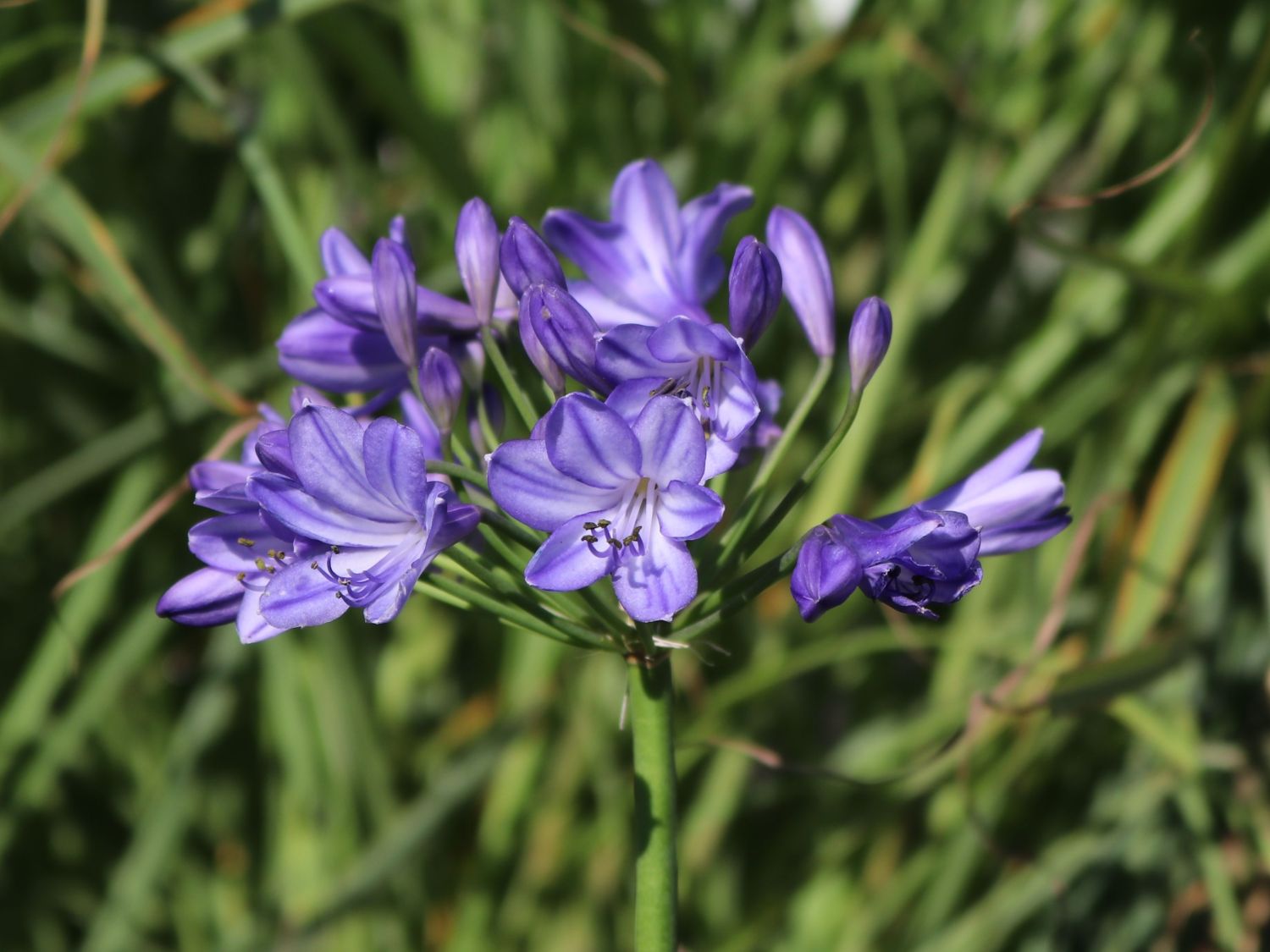 Afrika-Schmucklilie 'Jacaranda' - Agapanthus africanus 'Jacaranda'