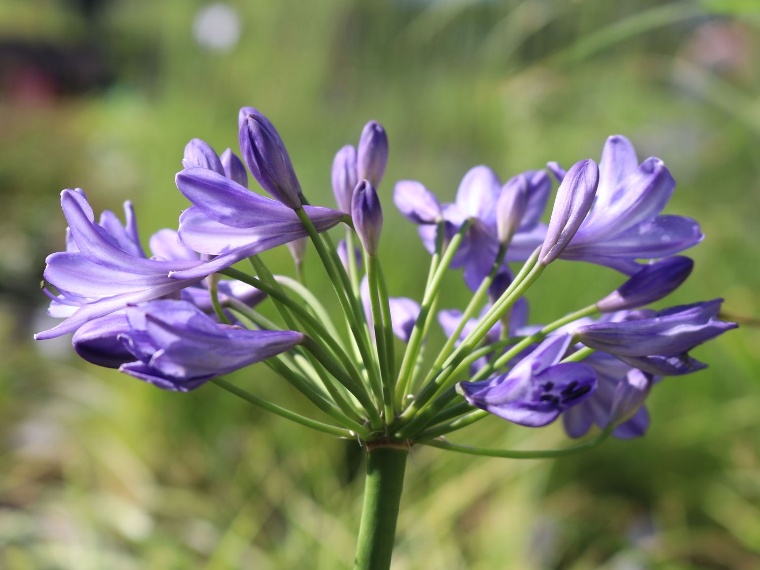 Afrika-Schmucklilie 'Jacaranda' - Agapanthus africanus 'Jacaranda'
