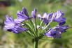Afrika-Schmucklilie 'Jacaranda' - Agapanthus africanus 'Jacaranda'