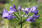 Afrika-Schmucklilie 'Jacaranda' - Agapanthus africanus 'Jacaranda'
