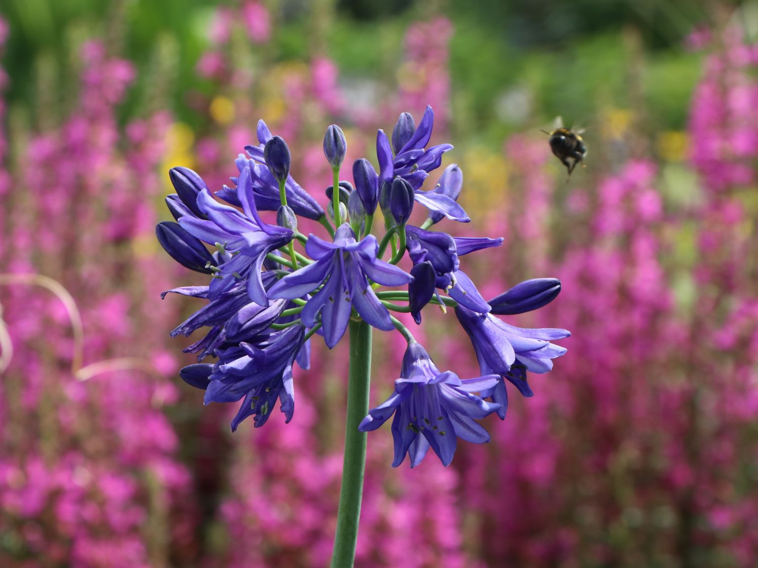 Afrika-Schmucklilie 'Lapis Lazuli'