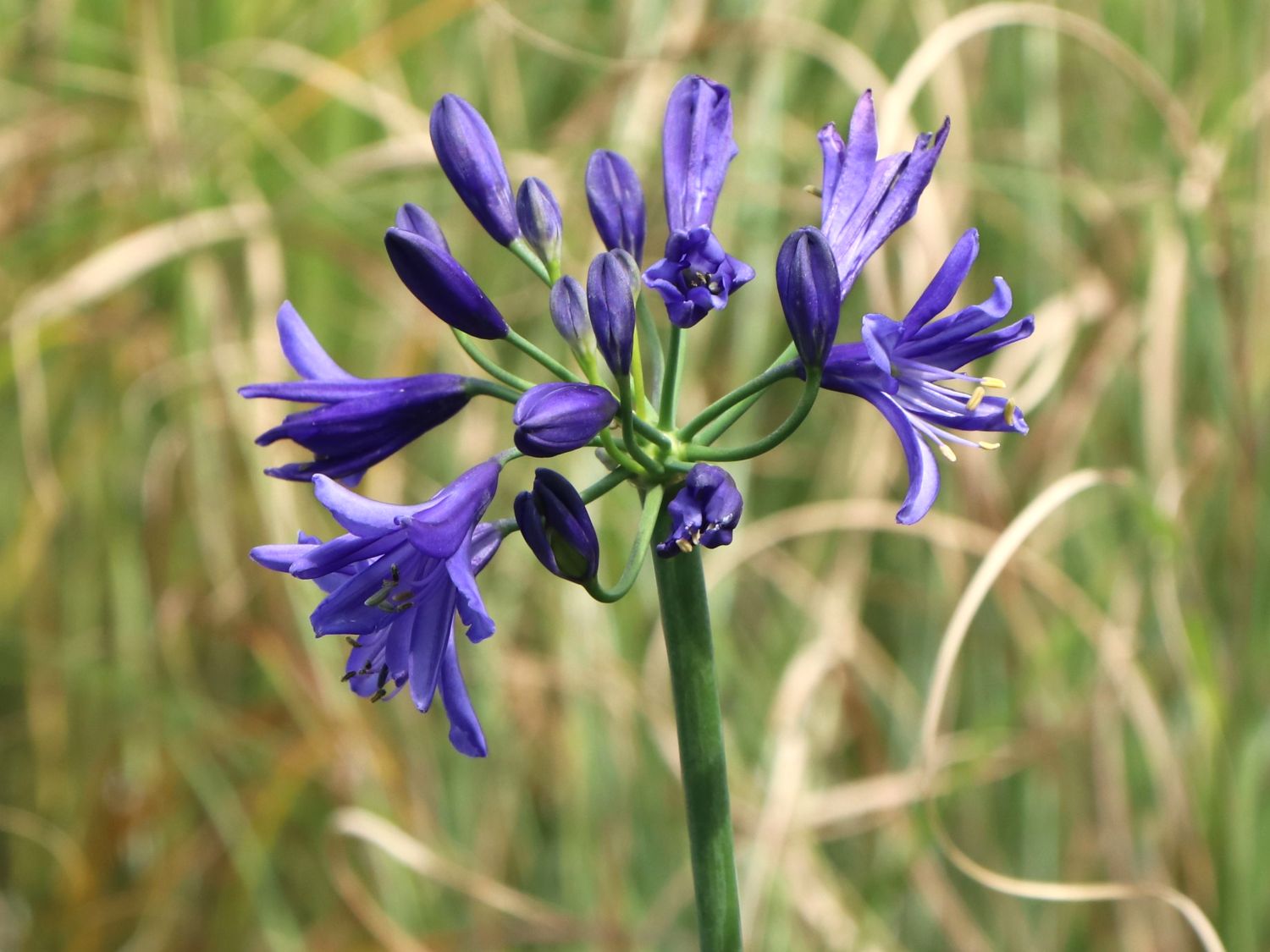 Afrika-Schmucklilie 'Lapis Lazuli' - Agapanthus africanus 'Lapis Lazuli'