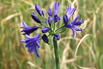 Afrika-Schmucklilie 'Lapis Lazuli' - Agapanthus africanus 'Lapis Lazuli'