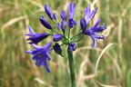 Afrika-Schmucklilie 'Lapis Lazuli' - Agapanthus africanus 'Lapis Lazuli'