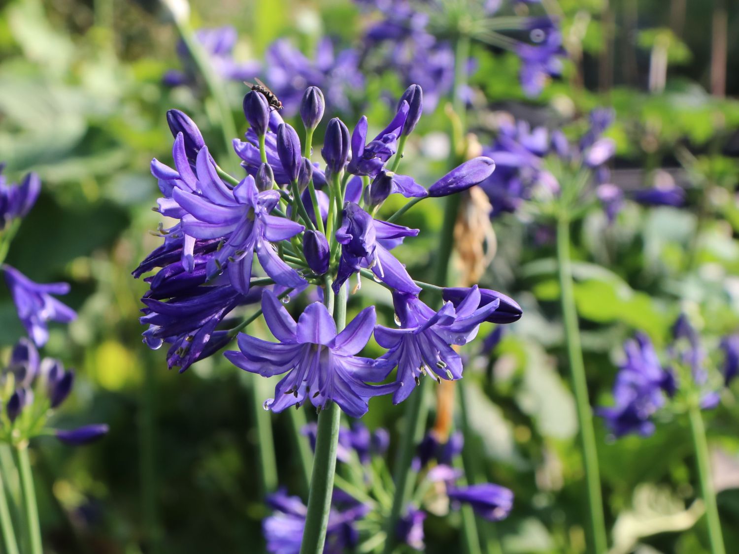 Afrika-Schmucklilie 'Lapis Lazuli' - Agapanthus africanus 'Lapis Lazuli'