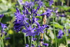 Afrika-Schmucklilie 'Lapis Lazuli' - Agapanthus africanus 'Lapis Lazuli'