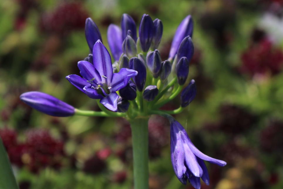 Afrika-Schmucklilie 'Nothern Star' - Beste Sorten & Stauden-Wissen