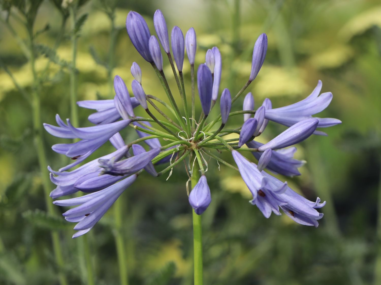Afrika-Schmucklilie 'Pitchoune Blue' - Agapanthus africanus 'Pitchoune Blue'
