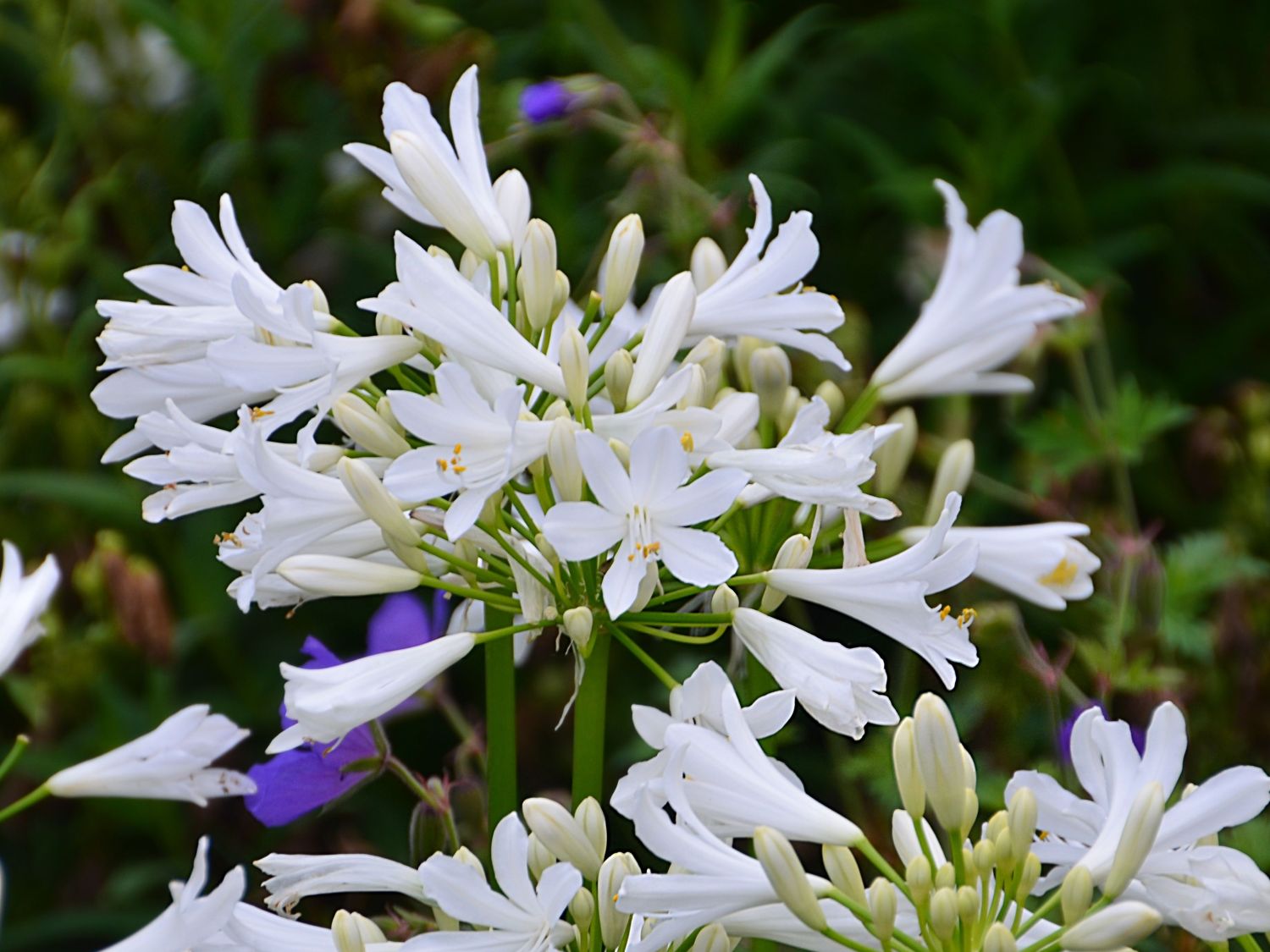 Afrika-Schmucklilie 'Pitchoune White'