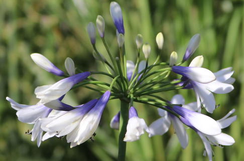 Afrika-Schmucklilie 'Twister' - Agapanthus africanus 'Twister'