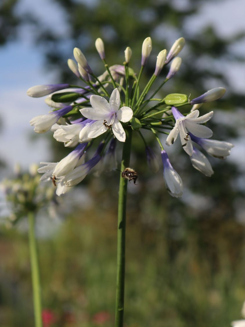 Afrika-Schmucklilie 'Twister' - Agapanthus africanus 'Twister'
