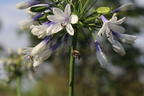 Afrika-Schmucklilie 'Twister' - Agapanthus africanus 'Twister'