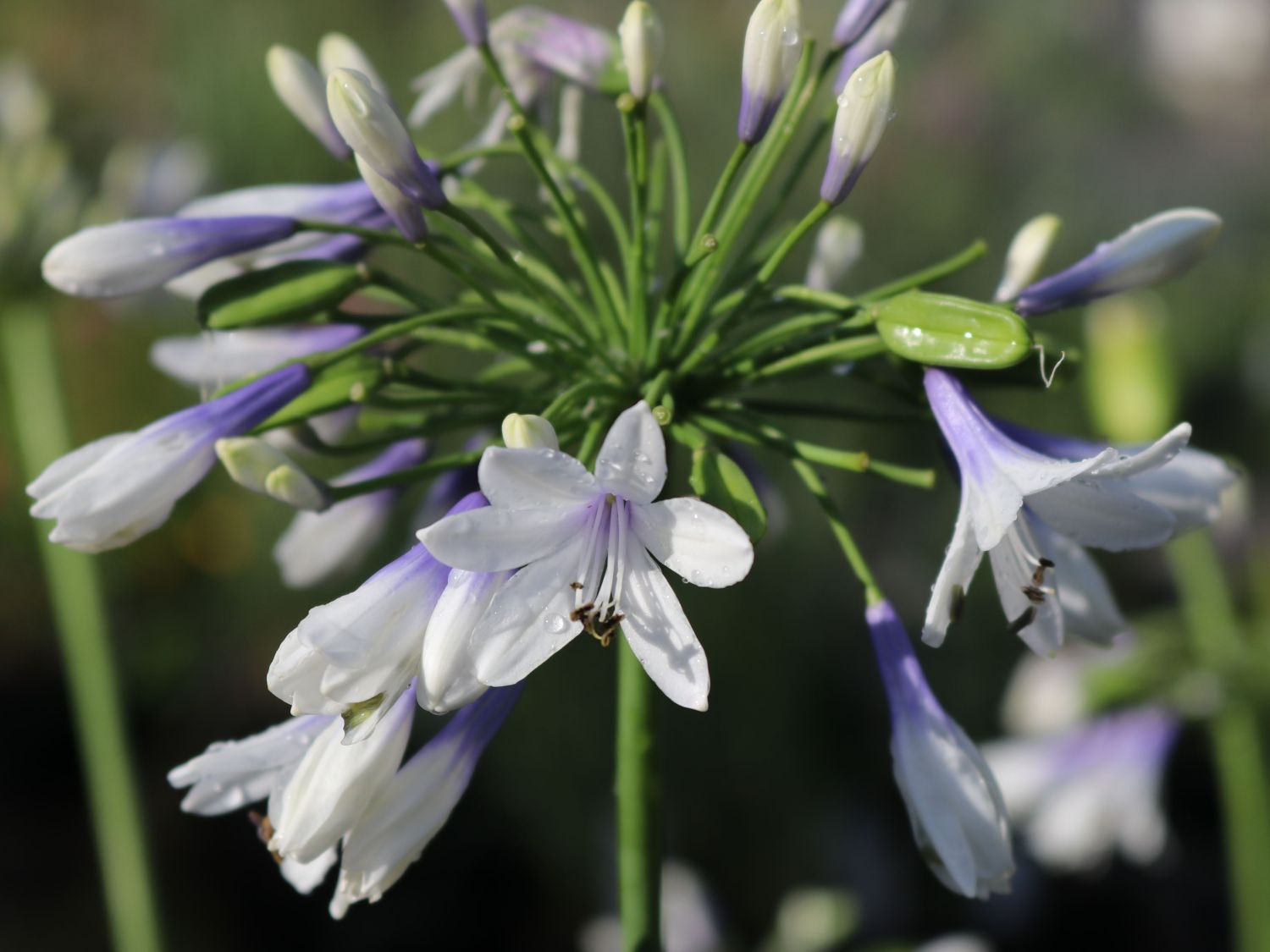 Afrika-Schmucklilie 'Twister' - Agapanthus africanus 'Twister'