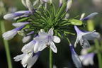 Afrika-Schmucklilie 'Twister' - Agapanthus africanus 'Twister'
