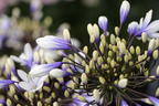Afrika-Schmucklilie 'Twister' - Agapanthus africanus 'Twister'