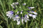 Afrika-Schmucklilie 'Twister' - Agapanthus africanus 'Twister'