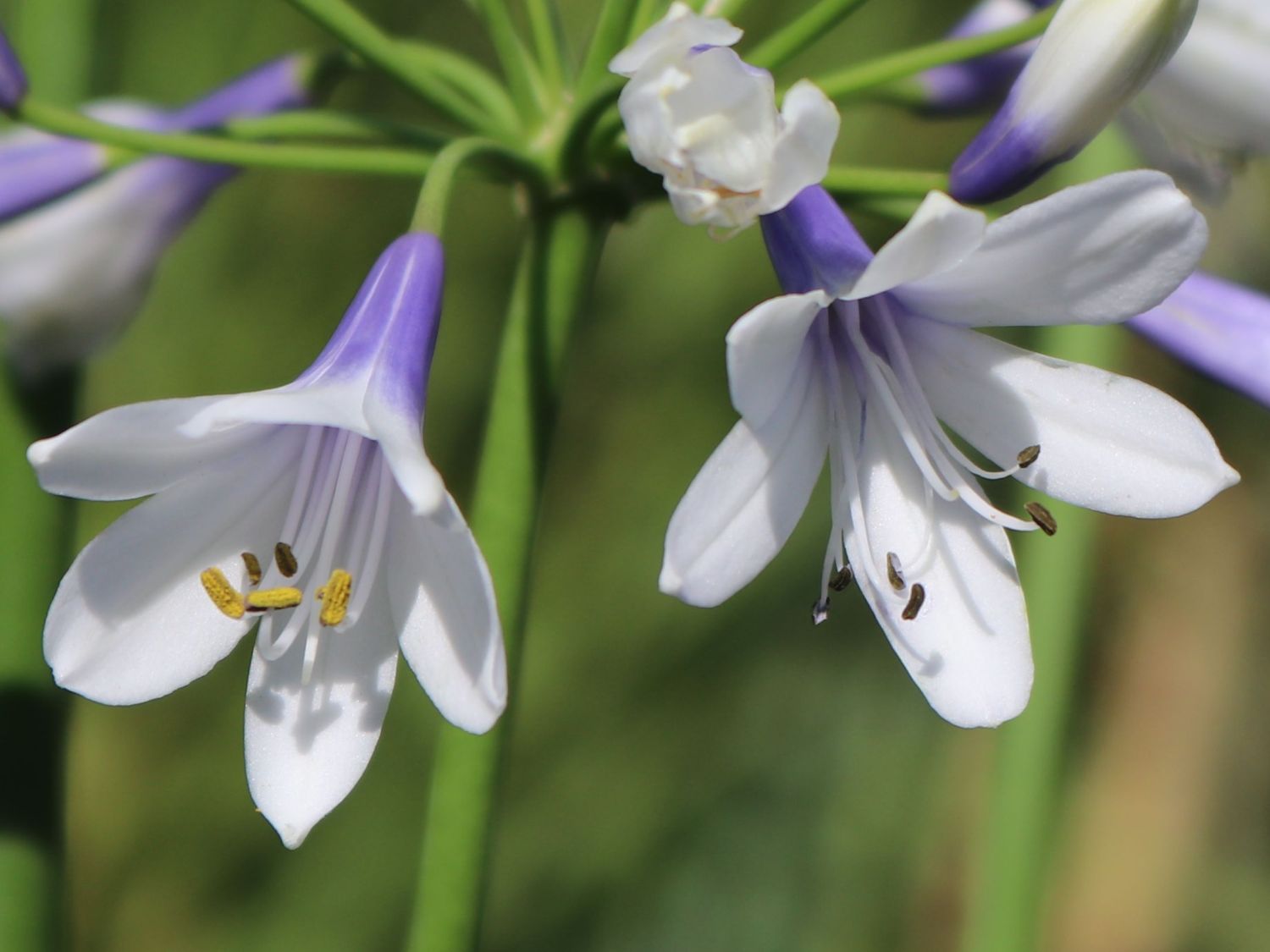 Afrika-Schmucklilie 'Twister' - Agapanthus africanus 'Twister'