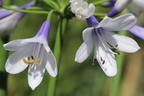 Afrika-Schmucklilie 'Twister' - Agapanthus africanus 'Twister'