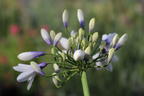 Afrika-Schmucklilie 'Twister' - Agapanthus africanus 'Twister'