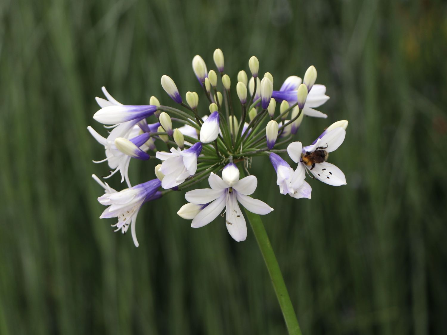 Afrika-Schmucklilie 'Twister' - Agapanthus africanus 'Twister'