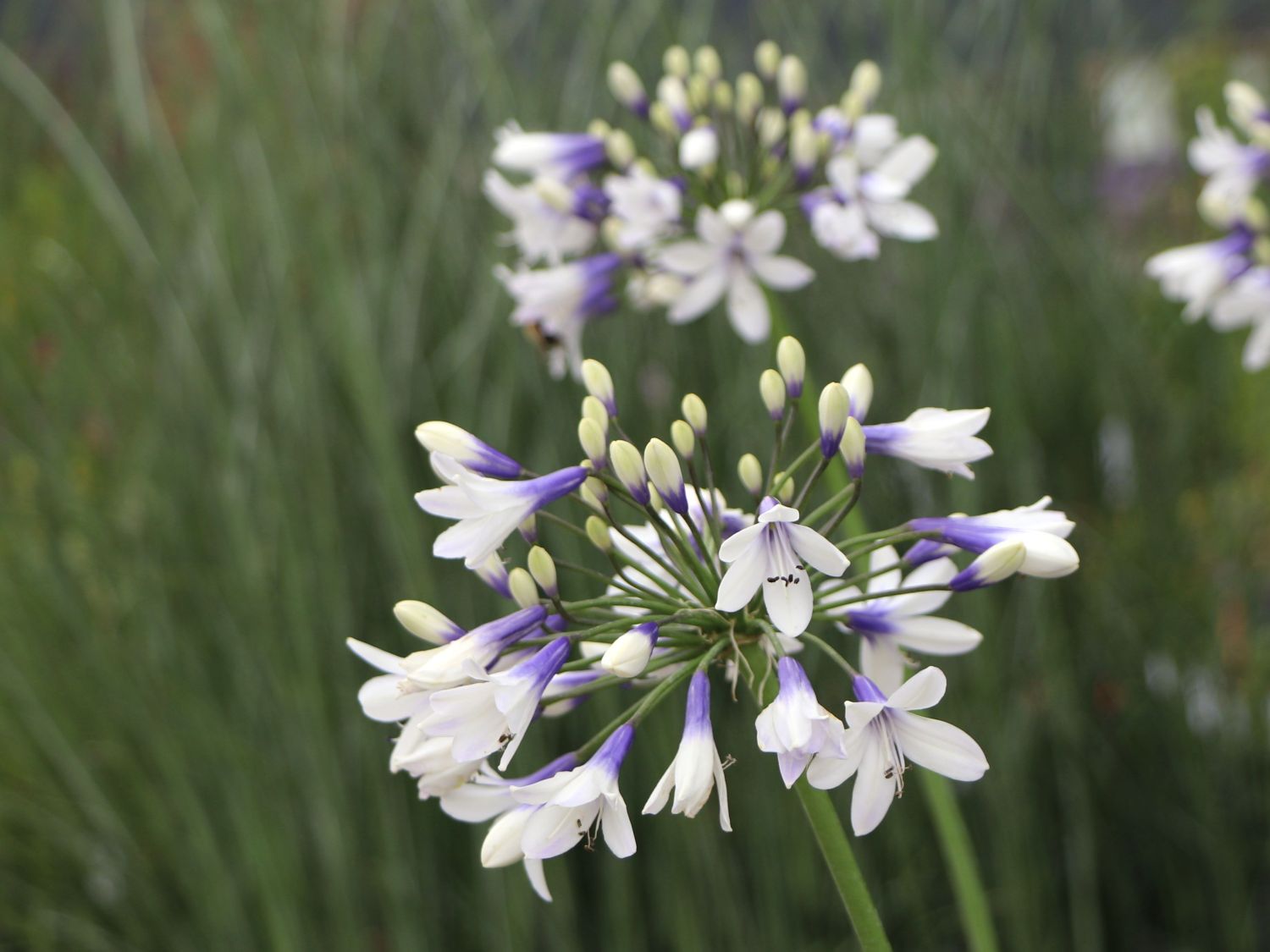 Afrika-Schmucklilie 'Twister' - Agapanthus africanus 'Twister'