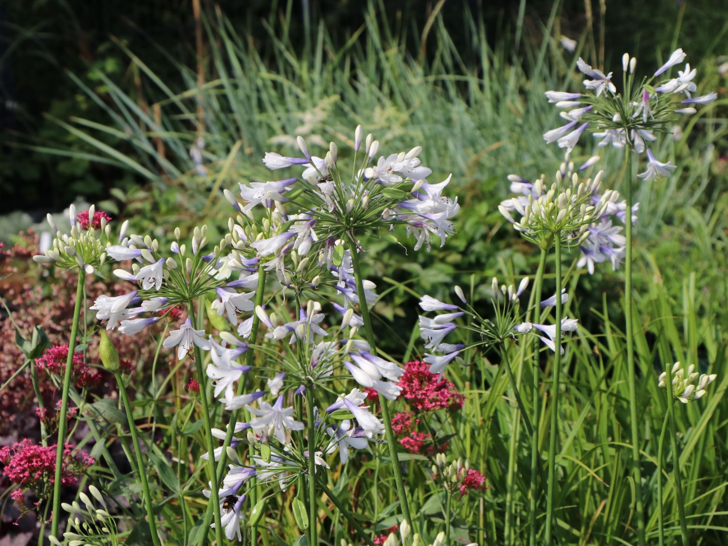 Afrika-Schmucklilie 'Twister' - Agapanthus africanus 'Twister'